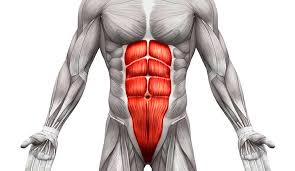 <p>Name of this muscle?</p>