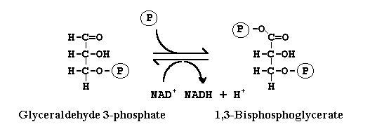 <p>During glycolysis, conversion of glyceraldehyde-3-phosphate to 1,3-biphosphate glycerate is catalyzed by the enzyme:</p>