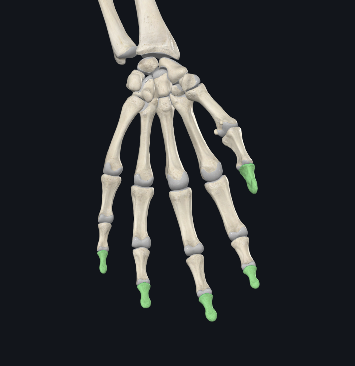 <p>What are these bones?</p>