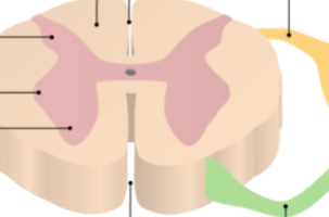 <p>bottom</p>