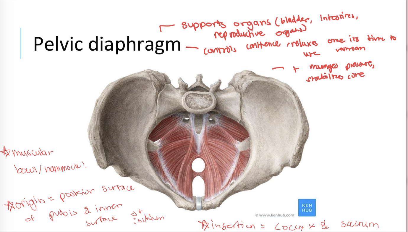 <p>A group of muscles forming the muscular floor of the pelvis.</p>