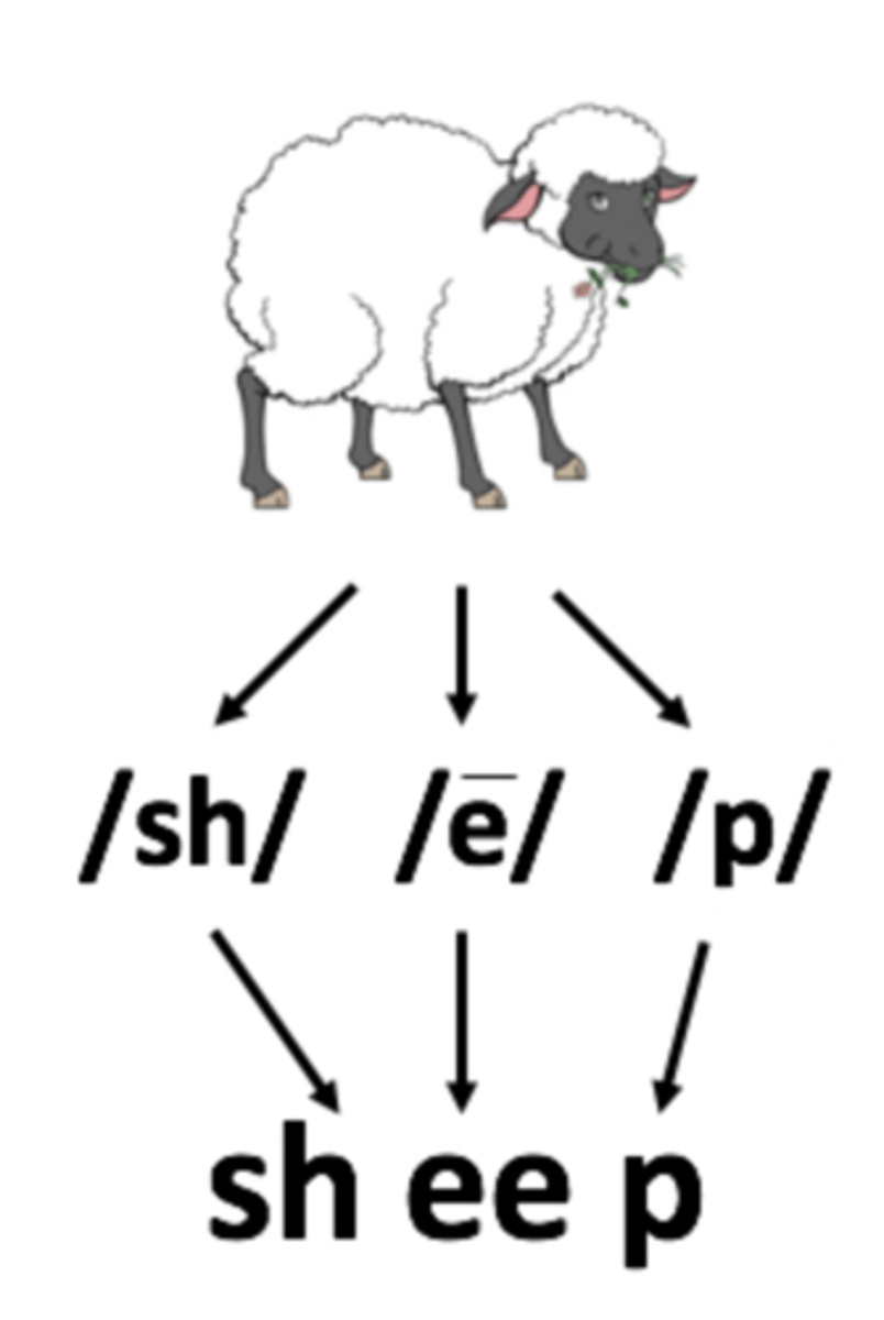 <p>the cognitive process where readers connect the sounds of a word (phonemes) to its letters (graphemes), forming a permanent link in their memory.</p>