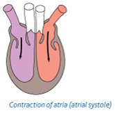 <p>atria contract, ventricles relax</p><p>- atrial volume decreases</p><p>- atrial pressure increases</p><p>pressure in atria > pressure in ventricles, so AV valves are open and blood forced into ventricles</p>