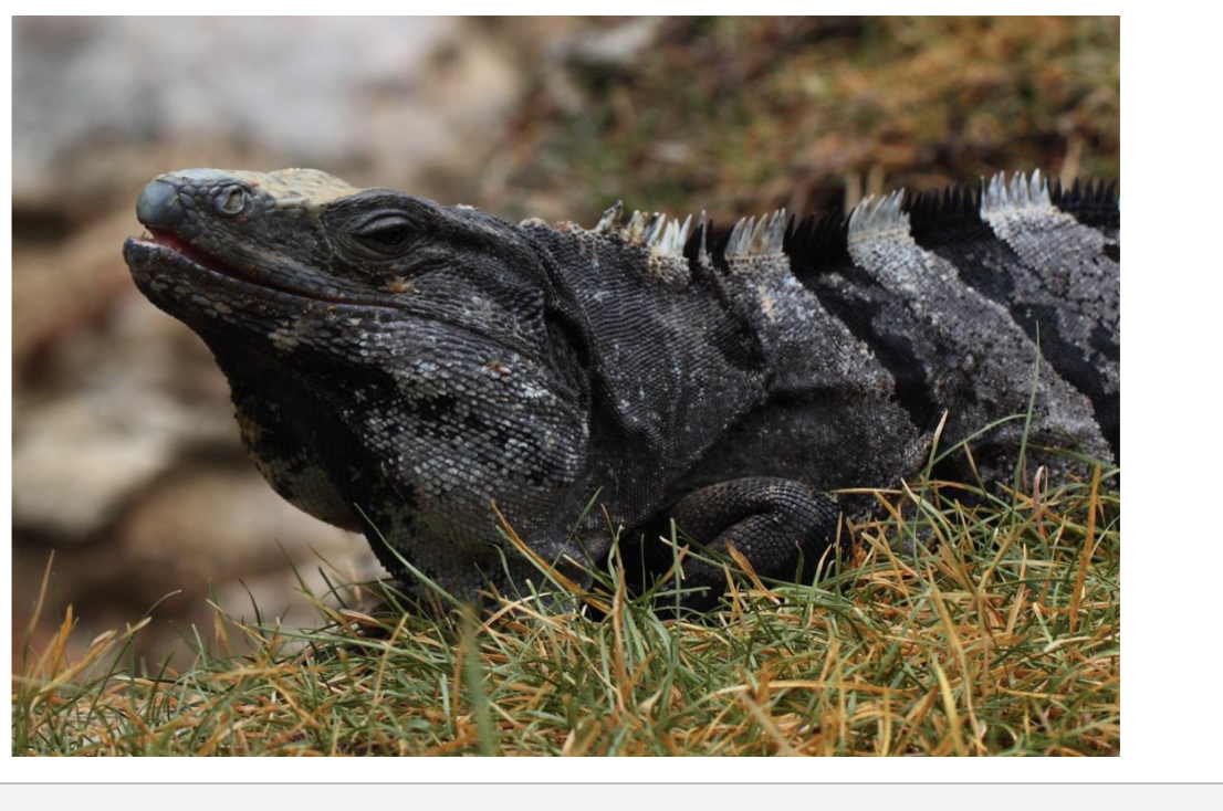 <p>Suborder </p><p>iguanas, chameleons, anoles</p><p>1,700 species (about ¼ of all lizards)</p><p>include many of the common diurnal lizards</p><p>no limb reduction</p><p>Traditionally considered to consist of three families:</p><p>• Agamidae</p><p>• Chamaeleonidae</p><p>• Iguanidae: now considered to be 12 families</p>