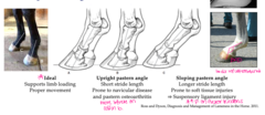 <p>Look at hoof-pastern angle</p>