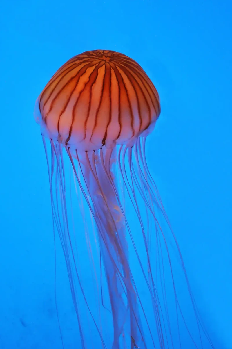 <p>long oral arms, large marginal tentacles</p>