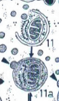 <p>Afbraak van eigen cellulair materiaal door lysosomen. Het eigen materiaal wordt omsloten en versmelten met primaire lysosomen. Onverteerbare resten worden uitgescheiden via exocytose of blijven circuleren in de cel</p>