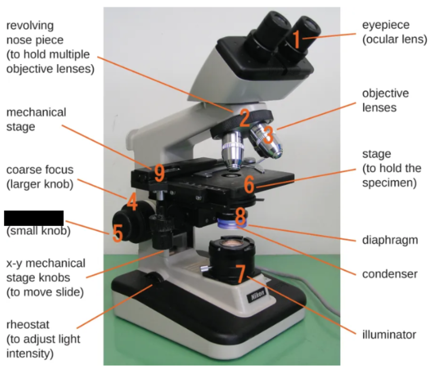 <p><span style="background-color: transparent;">Knob used for small-scale movements, typically with 40-100x objective lenses</span></p>