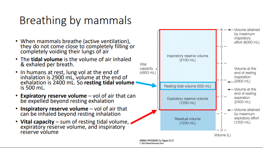 <p>Mammals &amp; birds are endotherms with high metabolic rates, which demands a high O2 supply, but we also breathe air rather than water, which is easier • tidal flow a.k.a. bidirectional flow • Alveolus “hollow cavity“ – sac-like site of gas exchange • ~500 million alveoli (each 0.25 mm) in the human lung. • In total 130 m2 of area! • Pulmonary surfactants – mostly phospholipid mixture that alter surface tension in the alveoli, preventing their collapse; synthesized by epithelial cells • Trachea, bronchi, &amp; bronchioles are conducting airways (not involved in gas exchange). • The respiratory airways of lungs are the places where gas exchange occurs (respiratory bronchioles, the alveolar ducts, &amp; alveolar sacs, in mammals).</p><p>When mammals breathe (active ventilation), they do not come close to completely filling or completely voiding their lungs of air • The tidal volume is the volume of air inhaled &amp; exhaled per breath. • In humans at rest, lung vol at the end of inhalation is 2900 mL, volume at the end of exhalation is 2400 mL. So resting tidal volume is 500 mL.</p>