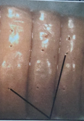 <p>What is being pointed to on this earthworm</p>