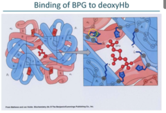 <p>- it is a negative heterotrophic regulator of Hb function (meaning it reduces affinity of O2)</p><p>- This small negatively charged molecule binds to the positively charged central cavity of Hb "closing it off" and blocking oxygen from binding</p>