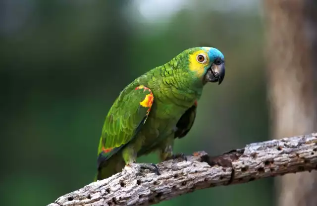 <p>Amazone à front bleu</p>