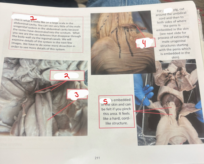 <p>Male Urogenital System 1</p>