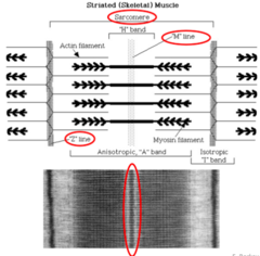 <p>The M line is located in the center of the H zone and contains proteins such as myomesin that help stabilize and align thick myosin filaments.</p>