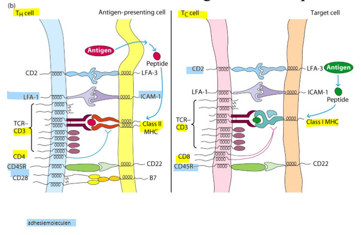 <p>door interacties tussen membraangebonden receptoren: adhesiemoleculen, costimulatorische factoren, etc</p><ol><li><p>CD2 + LFA-3</p></li><li><p>LFA-1 + ICAM1</p></li><li><p>CD45R + CD22</p></li><li><p>CD28 + B7/CD80/CD86</p></li></ol><p></p>
