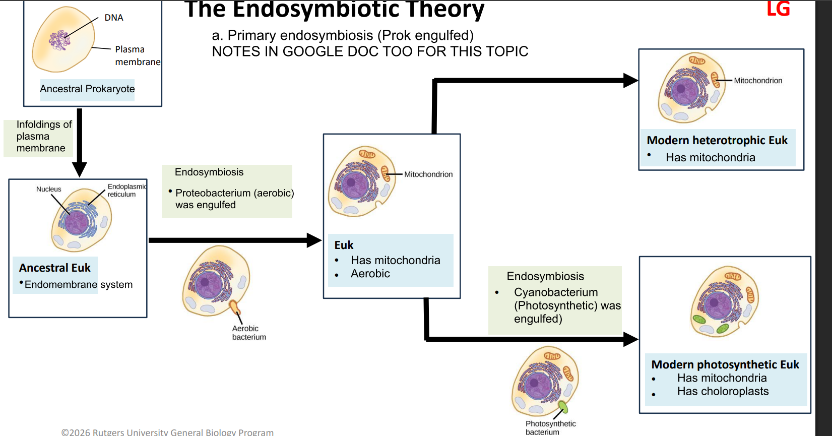 <p>An ancestral prokaryote enfolds its plasma membrane → gains endomembrane system, becomes ancestral eukaryote → then does endosymbiosis by engulfing aerobic proteobacterium → becomes modern  heterotrophic eukaryote w/ mitochondria + is anaerobic → <em>might </em>do endosymbiosis again by engulfing photosynthetic cyanobacterium  →becomes modern photosynthetic eukaryote w/ chloroplasts + mitochondria</p>