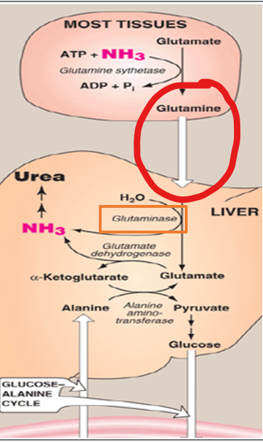 <p>Ammonia is incorporated into the amino acid <strong>glutamine</strong>, which serves as a non-toxic carrier of nitrogen. This process is catalyzed by the enzyme glutamine synthetase, which combines glutamate with free ammonia in an ATP-dependent reaction to form glutamine.</p><p></p><p>What does glutamine effectively do</p>