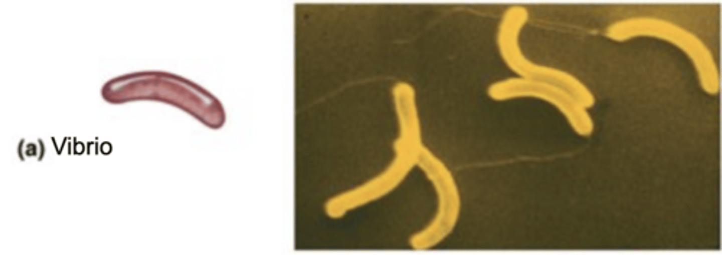<p>A comma-shaped curved bacterium.</p>