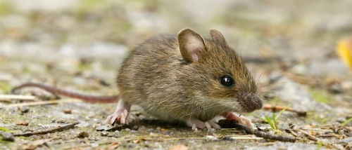 <p>Common name not needed - Up to Family level only</p>