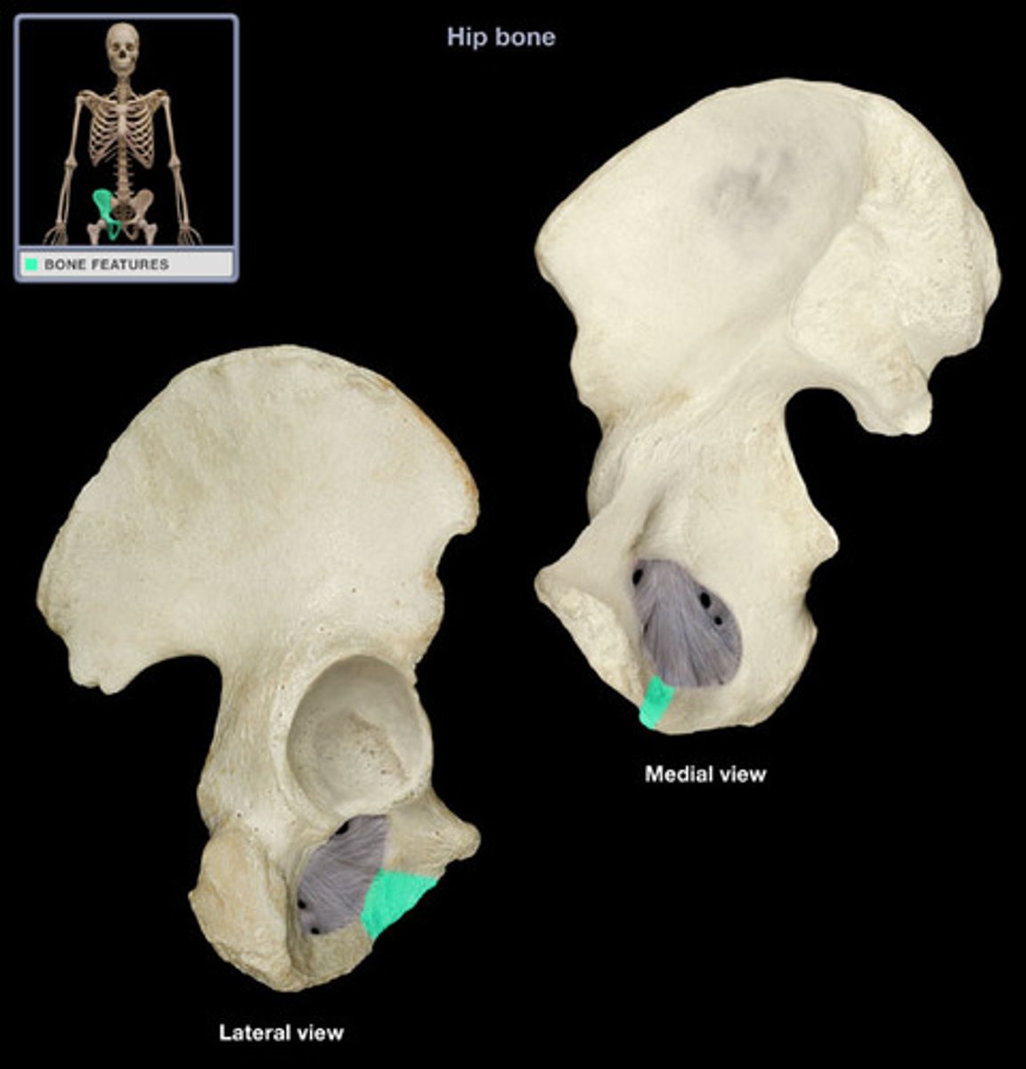 <p>pelvis - lateral</p>