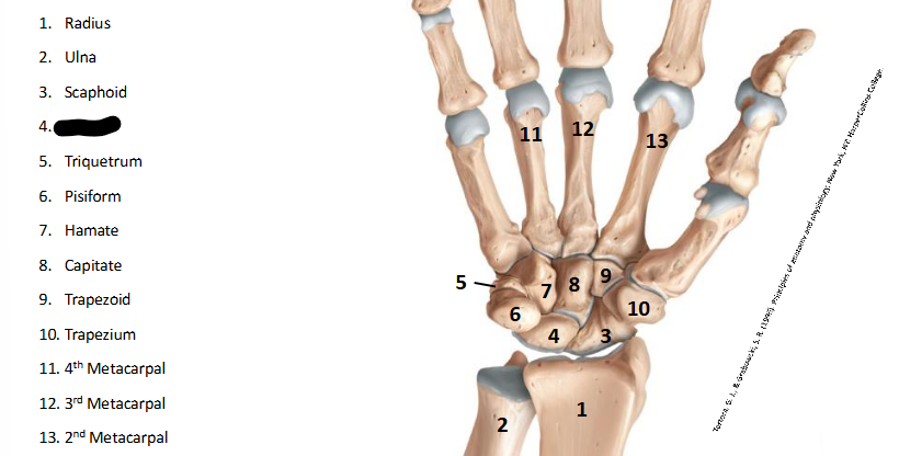<p>What are the landmarks within <strong>Wrist/Hand?</strong></p>