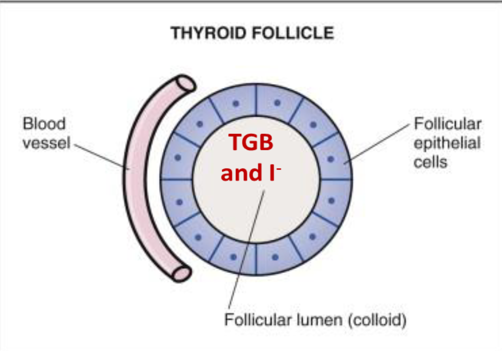 <p>Thyroid follicles are the sites of </p><ul><li><p>THYROID HORMONE (T3 and T4) SYNTHESIS</p></li></ul><p></p>