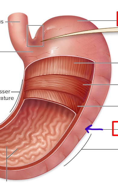 <p>largest portion with alternating muscle layers</p>