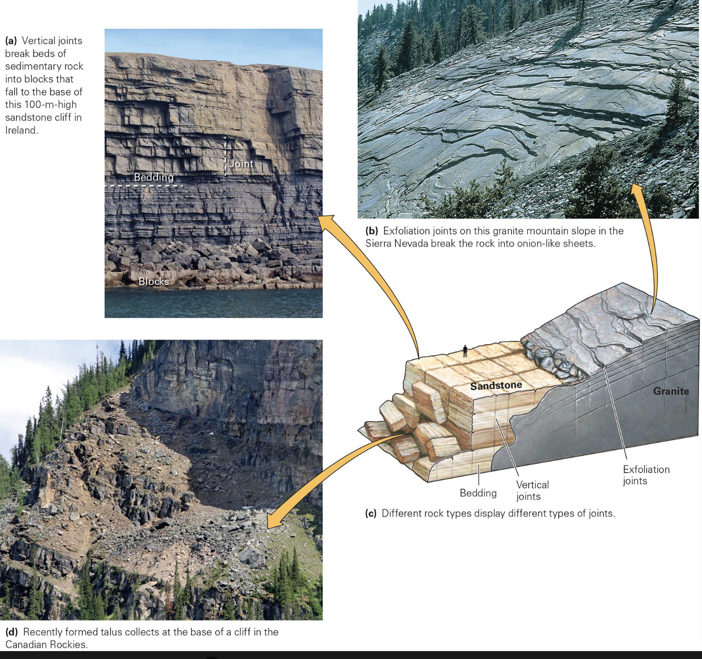 <p>jointing effectively breaks bedrock into many separate blocks, which, when exposed on a slope, eventually tumble downslope, fragmenting into smaller pieces as they fall and the resulting chunks may collect in an apron of talus, the rock rubble at the base of a slope, or may be carried away by rivers or glaciers at the base of a cliff </p>