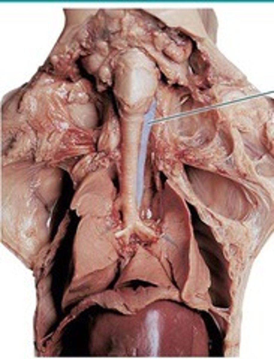 <p>path: pierces diaphragm at the esophageal hiatus, left of the median plane --> enters the stomach at the level of T10</p><p>retroperitoneal structure - only anterior and lateral parts are covered by peritoneum</p>