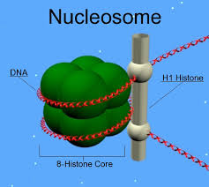 <p><span style="background-color: transparent;"><strong>Which is NOT part of histone core?</strong></span></p>
