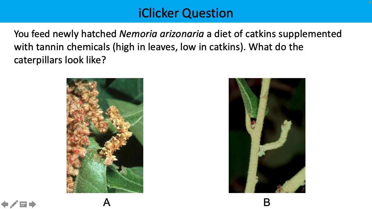 <p>You feed newly hatched Nemoria arizonaria a diet of catkins supplemented with tannin chemicals (high in leaves, low in catkins). What do the caterpillars look like?</p>