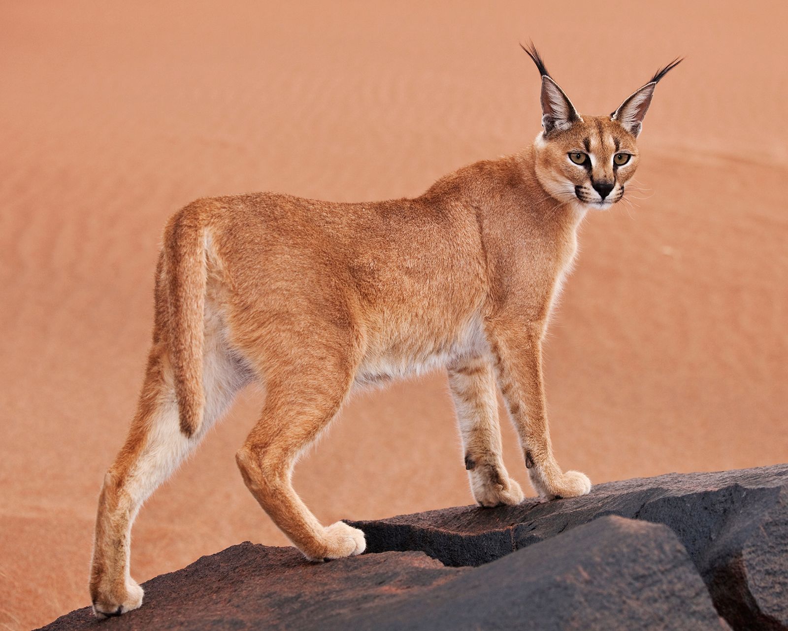 <p>Caracal </p>