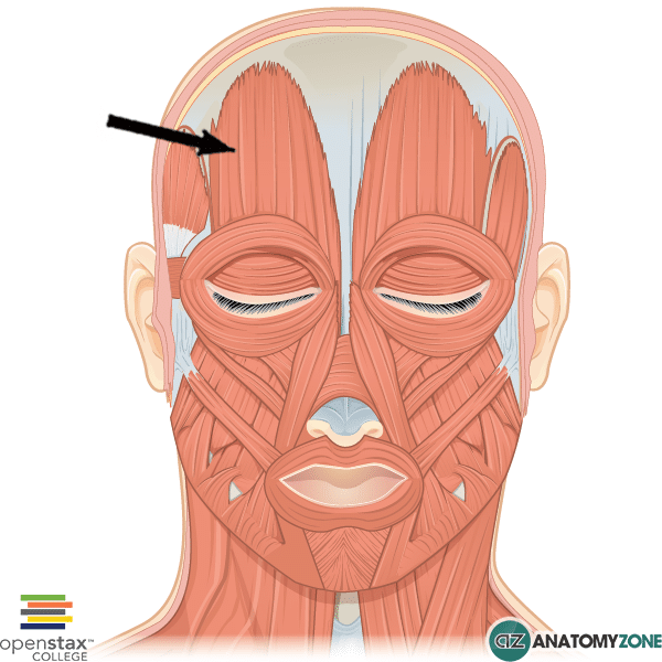 <p>Head Muscle</p>