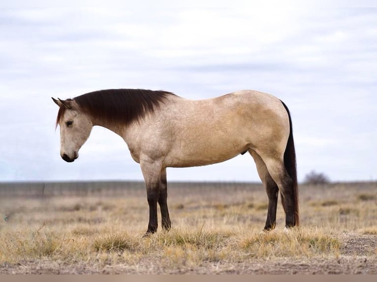 <p>Which horse breed is this?</p><p>Hint: Spirit</p>