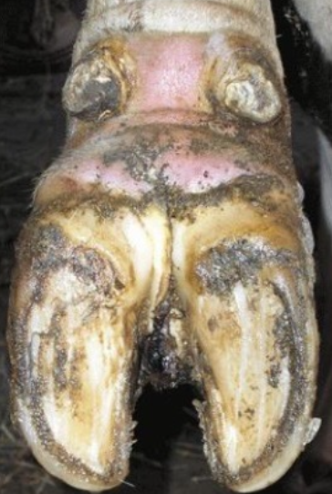 <p>Foor rot</p>