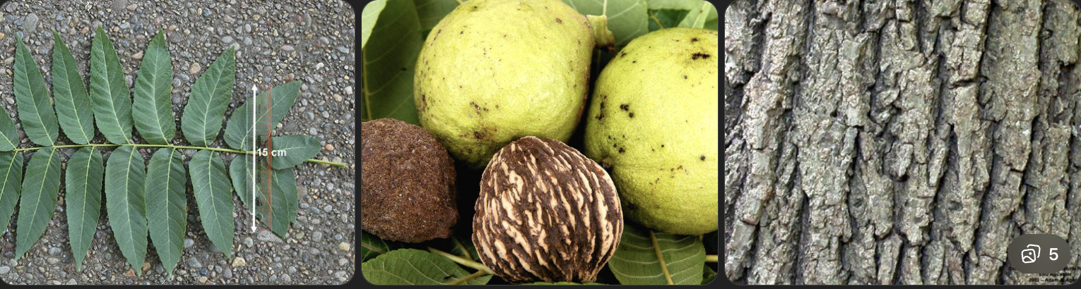 <p>Identify this tree</p>