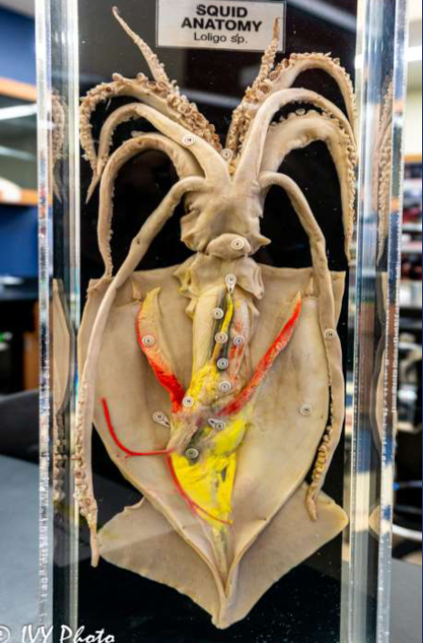 <p>Phylum &amp; name?</p>