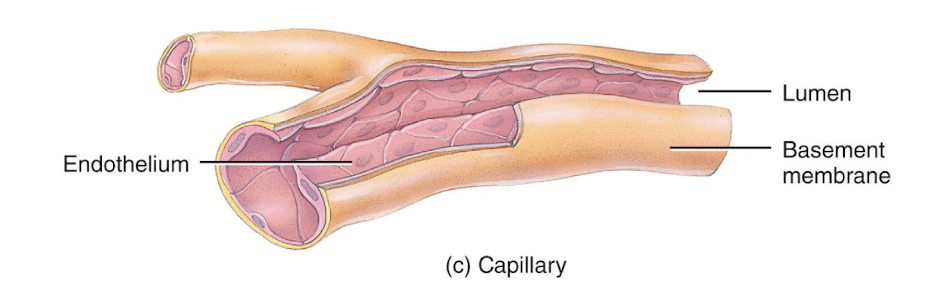<p>a single layer of cells and a basement membrane</p>