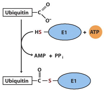 <p>Activation:  The free carboxyl group of ubiquitin’s carboxyl-terminal Gly residue first becomes linked to an E1-class activating enzyme via a thioester </p>