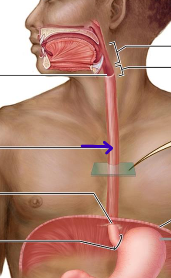 <p>muscular tube that joins the pharynx to the stomach; completely collapsible</p>