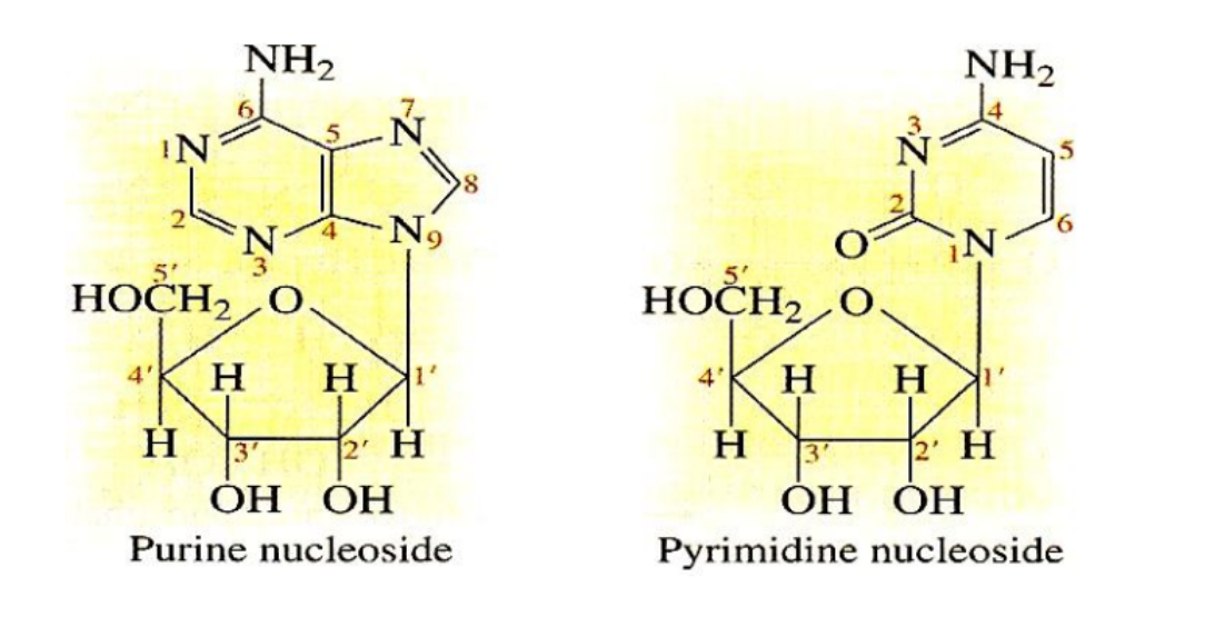 <p>Nucleo<strong><u>s</u></strong>ide = Pentose Sugar + Nitrogenous Base</p><p></p><p>Formation of nucleoside:</p><ul><li><p>This occurs with the elimination of water through a <strong><u>condensation reaction</u></strong></p></li><li><p><strong>1’ carbon of the pentose</strong> is linked in a<strong> <u>glycosidic bond</u></strong> to the <strong>nitrogenous base</strong></p></li></ul><p></p><p>Two types of nucleosides:</p><ol><li><p>Deoxyribonucleosides (DNA)</p></li><li><p>Ribonucleosides (RNA)</p></li></ol><p></p>