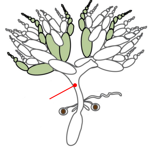 <p>Connects the ovaries to the uterus</p>