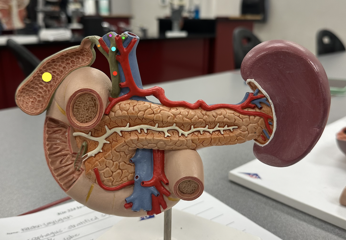 <p><span data-name="red_circle" data-type="emoji">🔴</span><span data-name="orange_circle" data-type="emoji">🟠</span><span data-name="green_circle" data-type="emoji">🟢</span><span data-name="blue_circle" data-type="emoji">🔵</span><span data-name="purple_circle" data-type="emoji">🟣</span>: Identify structure</p><p><span data-name="yellow_circle" data-type="emoji">🟡</span>: Identify organ</p>