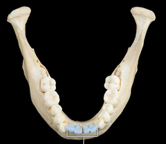 <p>front teeth</p><p>(also known as eye-teeth)</p>