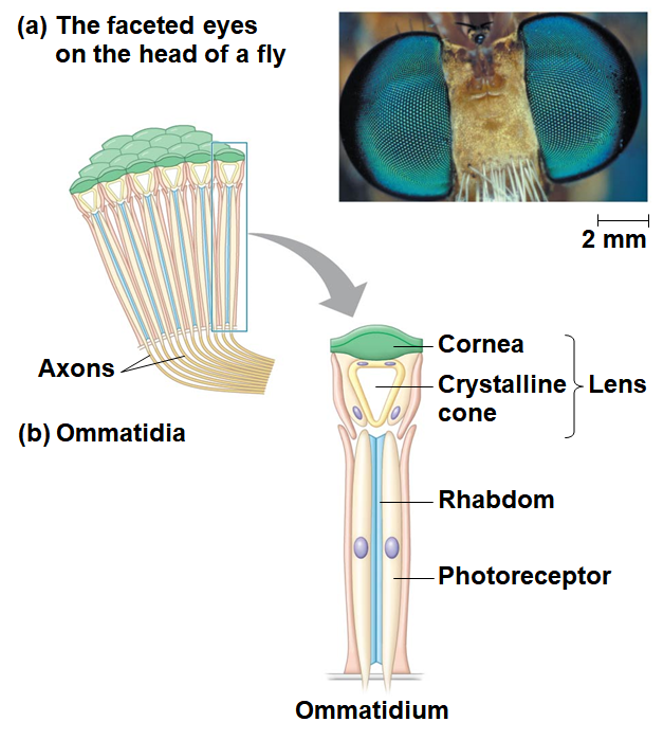<p>Compound eyes</p>