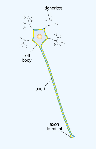 <p>Dendrites </p>