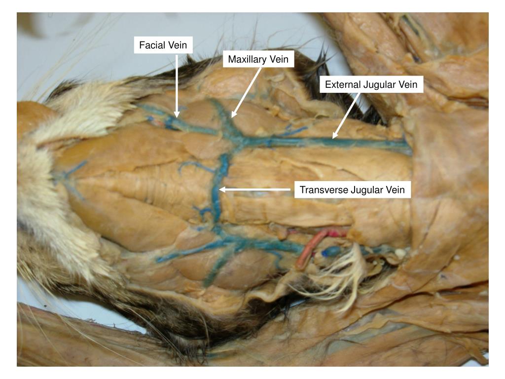 <p>Within the jugular groove of the neck</p>