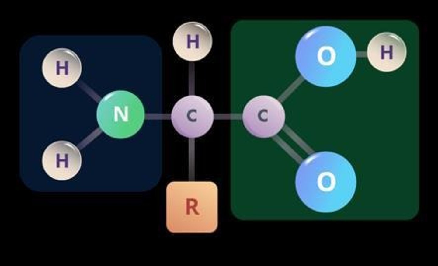 <p>The building blocks of proteins, consisting of a central carbon atom bonded to an amino group, a carboxyl group, and a variable R group.</p>