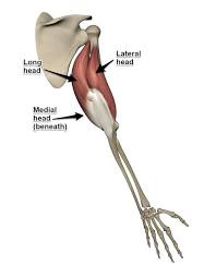 <ul><li><p>three heads</p></li><li><p>forearm supination</p></li><li><p>extends the forearm</p></li></ul><p></p>