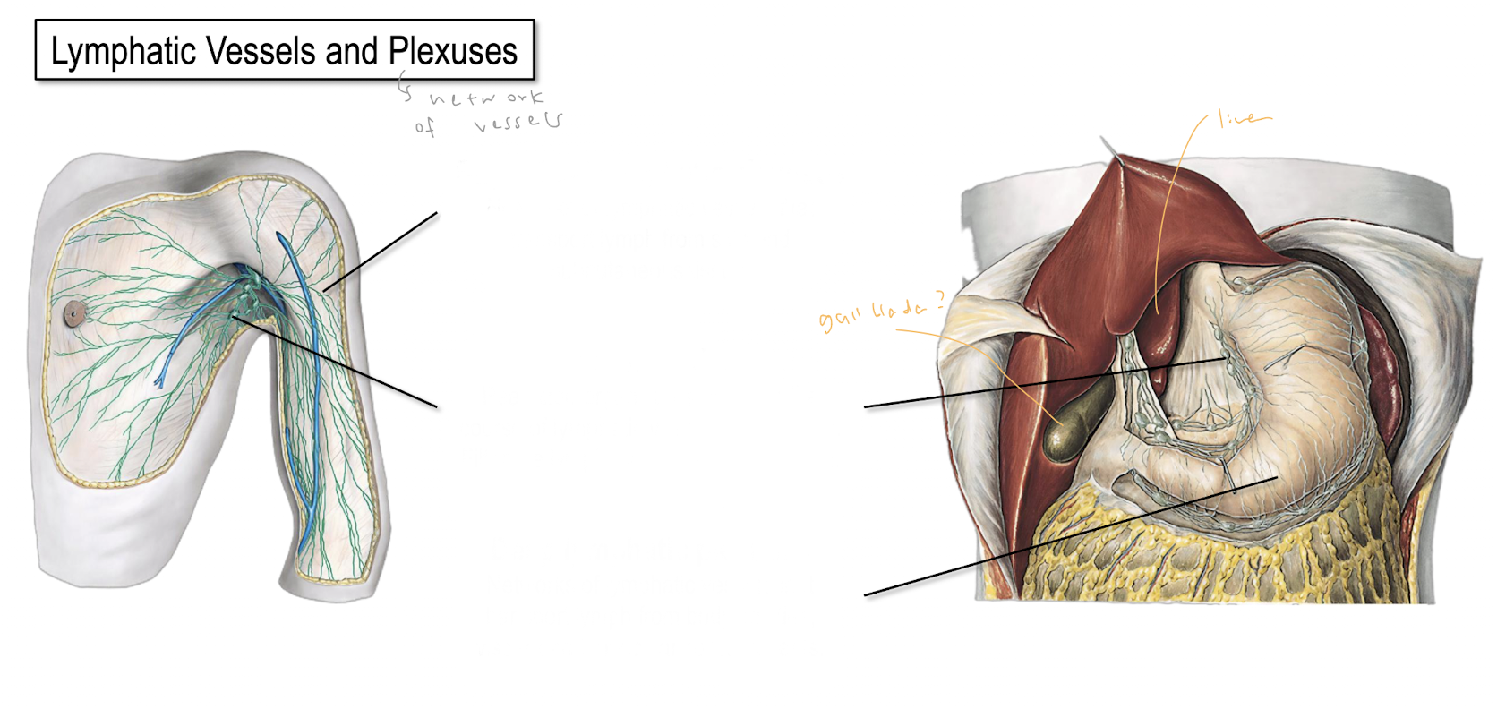 <p>lymphatic vessels and plexuses structure</p>